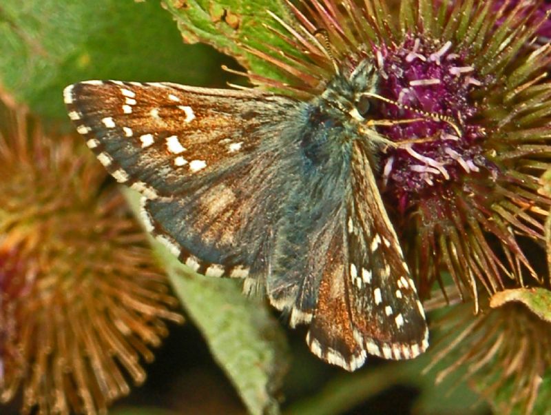 Un Pyrgus da identificare - Pyrgus sp., Hesperiidae